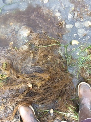 Desmarestia aculeata