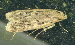 Martyringa ravicapitis