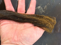 Desmarestia aculeata