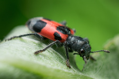 Enoclerus eximius