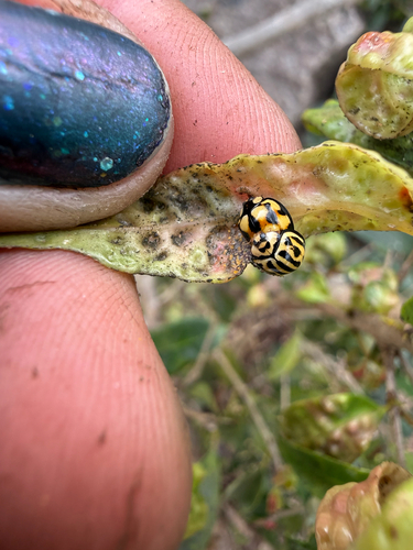 Phrynocaria gratiosa observed 2026-08-18