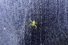 Araneus ginninderranus