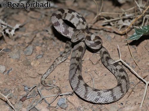 Photo of a Soosan Viper (Telescopus tessellatus)