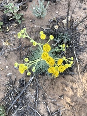 Hymenopappus flavescens