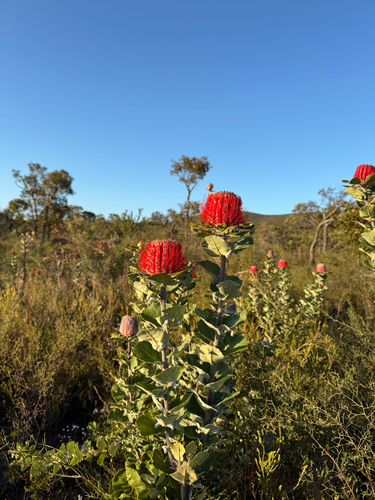 Banksia coccinea, photograph 3