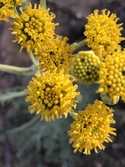 Hymenopappus flavescens