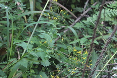 Cineraria atriplicifolia
