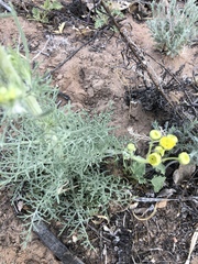 Hymenopappus flavescens