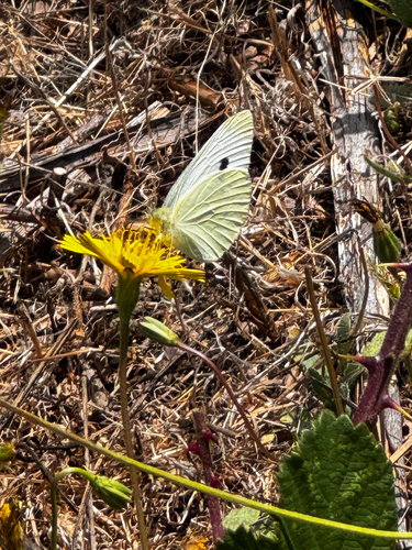 Small White seen in Sonoma Valley