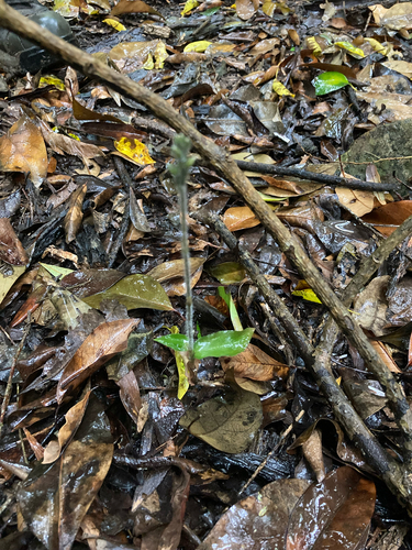 common jewel orchid