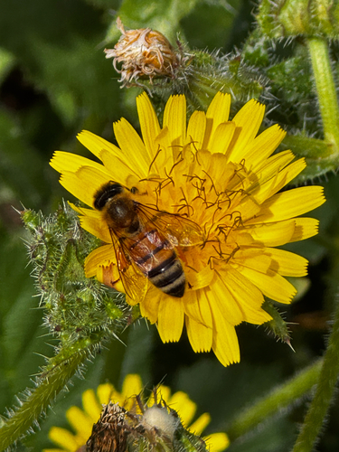 Western Honey Bee seen in Sonoma Valley