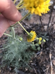 Hymenopappus flavescens