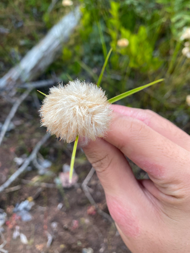 tawny cottongrass