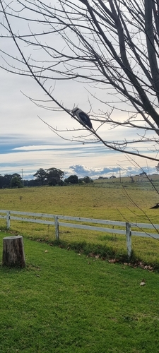 Laughing Kookaburra