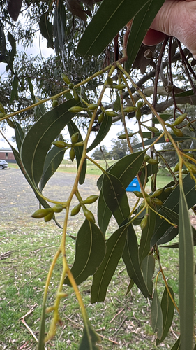 manna gum