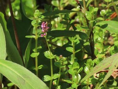 Rotala rotundifolia