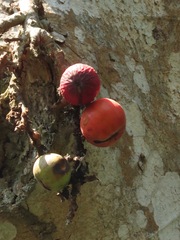 Ficus racemosa