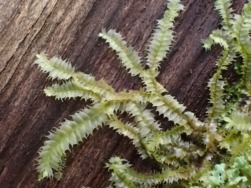 Lophocolea bicuspidata observed 2026-08-17