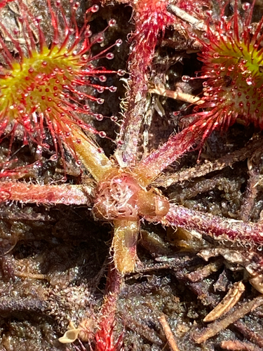 round-leaved sundew
