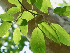 Ficus racemosa