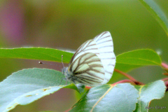 Pieris angelika