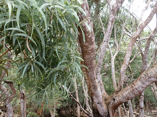 Acacia koa observed 2026-08-17