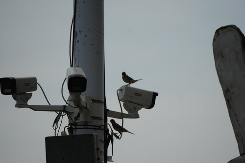 Eurasian Tree Sparrow