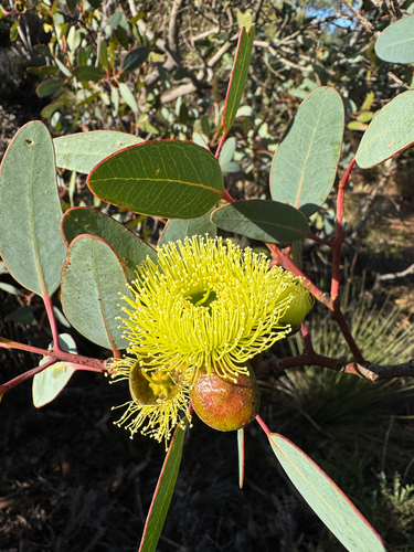Eucalyptus preissiana