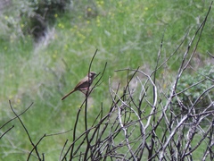 Aimophila ruficeps canescens