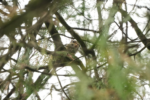Maritime Striped Squirrel