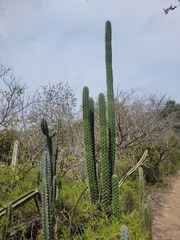 Stenocereus griseus, photograph (c) johnyochum, some rights reserved (CC BY)