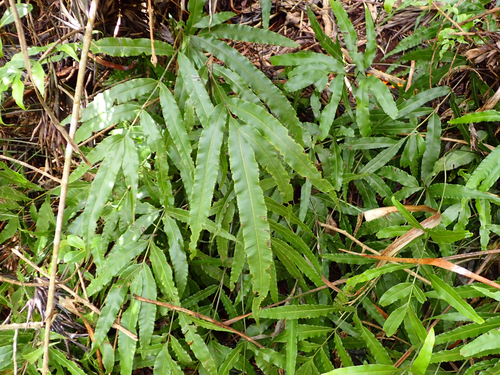 Pteris cretica observed 2026-08-17