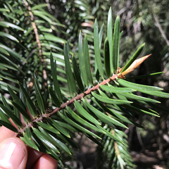 Abies bracteata