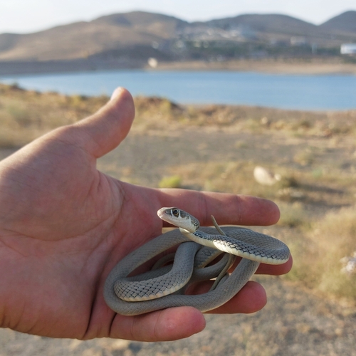 Dahl's Whip Snake