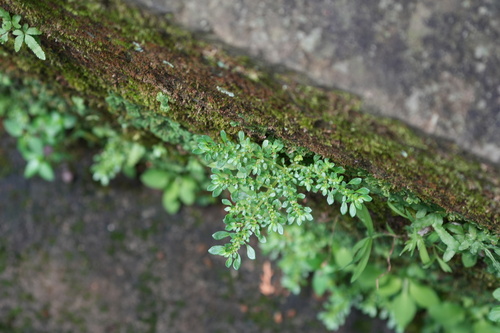 Artillery Plant