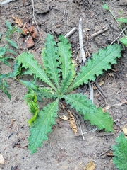 Cirsium brevistylum