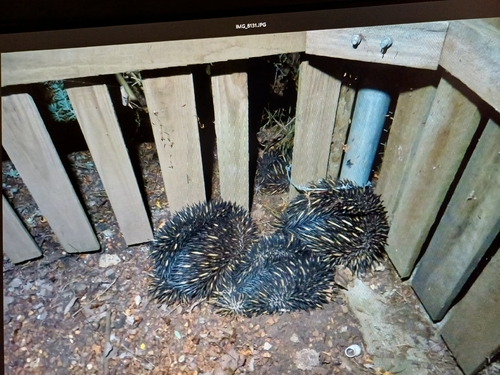 Eastern Short-beaked Echidna