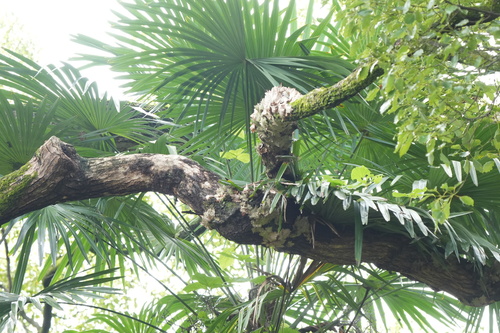 Chusan Palm
