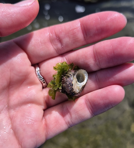 Ulva californica, 2026-08-02