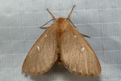 Anthela callispila