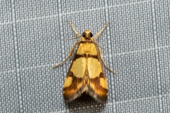 Deuterarcha xanthomela