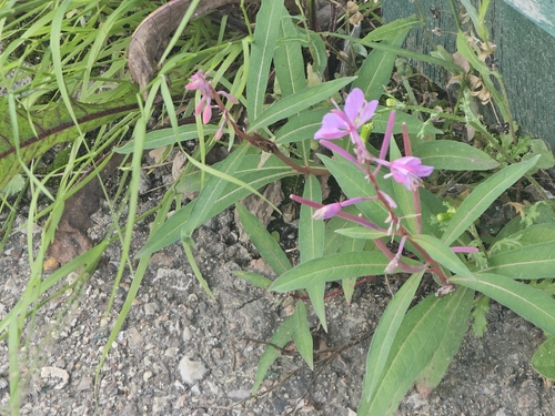 fireweed