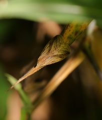 Rivula striatura