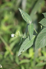 Rhinacanthus