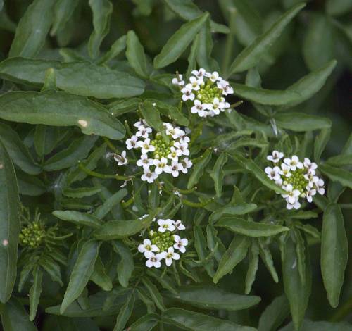 iNaturalist observation photo of watercress