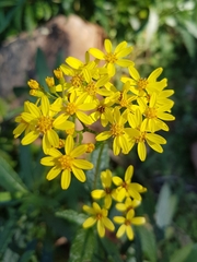 Senecio linearifolius