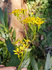 Senecio linearifolius