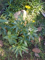 Senecio linearifolius