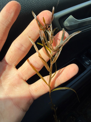 Potamogeton obtusifolius, photograph (c) Dustin Snider, some rights reserved (CC BY)