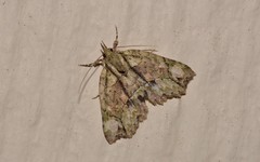 Tamba conscripta